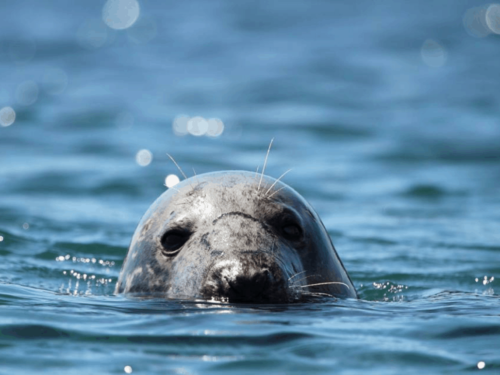 Looe seal