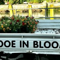 looe in bloom new