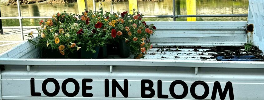 looe in bloom new