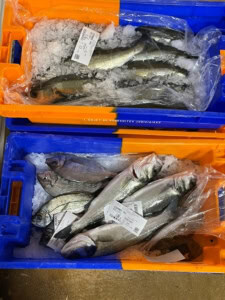 quiberon fish Quiberon fish Market